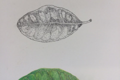 Botanical-18-November