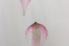 Botanical-29-November
